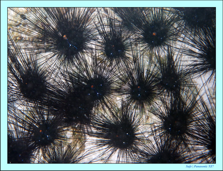 209   07   Sibuan 11